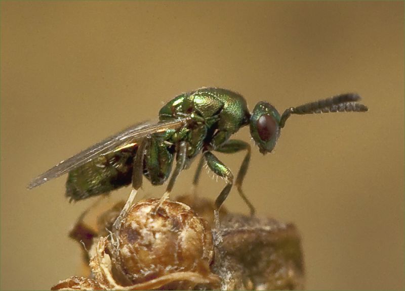 Challia Insect Paul Forster Photography :: Galls